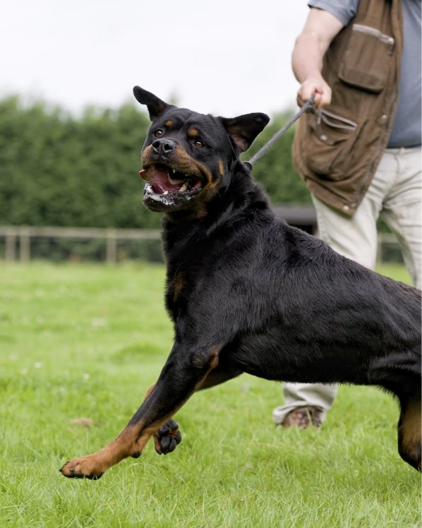Dog showing aggression