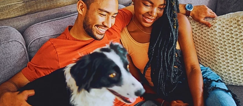 young couple sitting with their Border Collie in their living room at home and using a laptop.